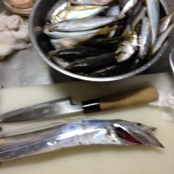 久しぶりにサビキも