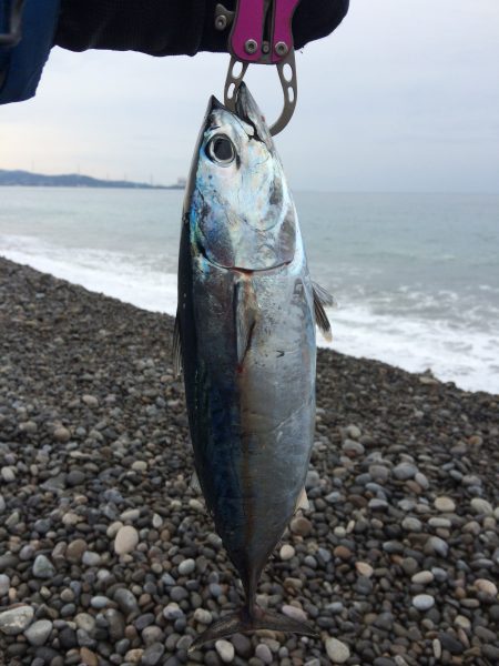 南塩屋で太刀魚、煙樹ヶ浜でショアジギング