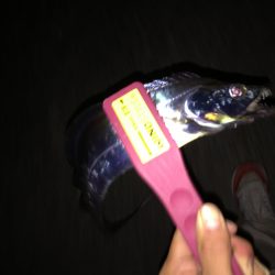 サイズ上がってきました。