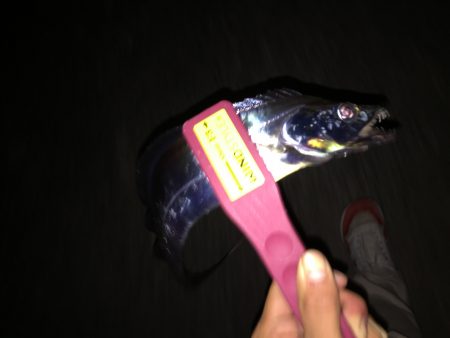 サイズ上がってきました。