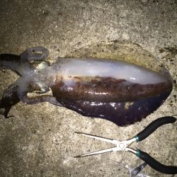 初のイカゲット