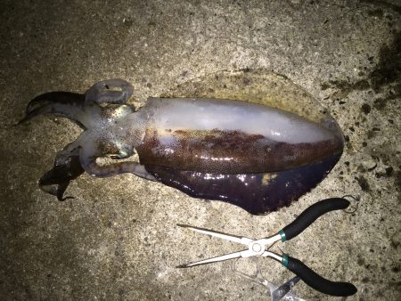 初のイカゲット