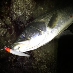 シーバス好調です♪