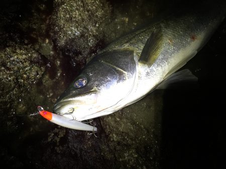 シーバス好調です♪