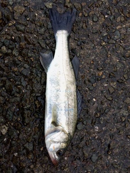 太刀魚狙いでシーバス