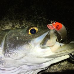 連日ナイトシーバス