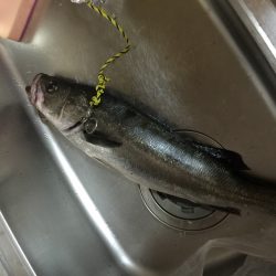 サイレントフィッシング笑