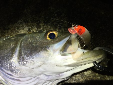 連日ナイトシーバス