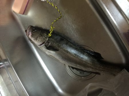 サイレントフィッシング笑