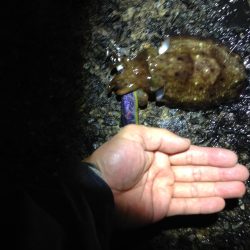 土砂降りエギング。