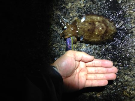 土砂降りエギング。