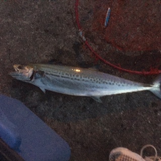 １００円ジグの威力