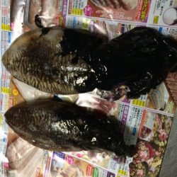 コウイカのみ・・・