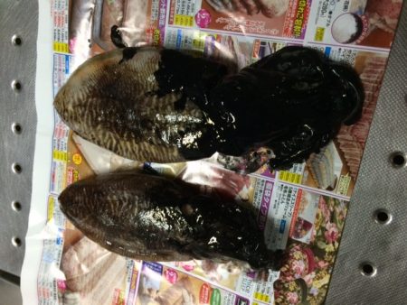 コウイカのみ・・・