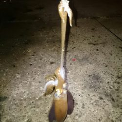 アオリイカ後チーバス