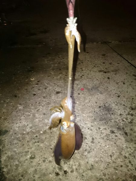 アオリイカ後チーバス