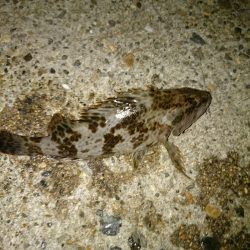 タケノコ掘り。