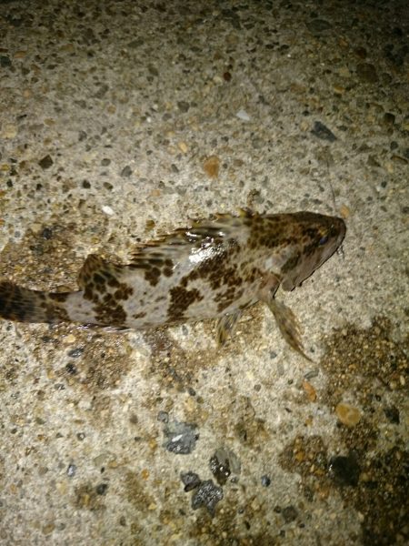 タケノコ掘り。