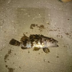 タケノコ後アオリ