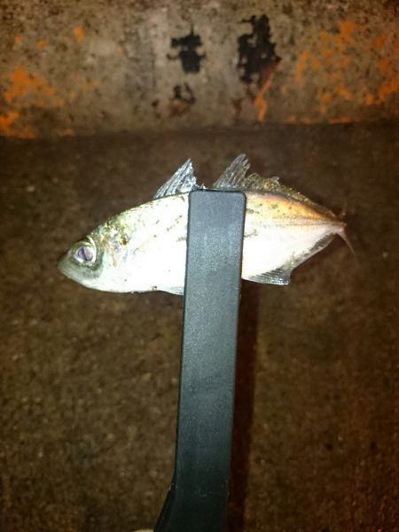 アジ後アオリイカ