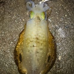 アオリイカ後チーバス