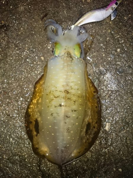 アオリイカ後チーバス