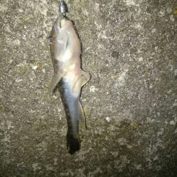 アジがいない。