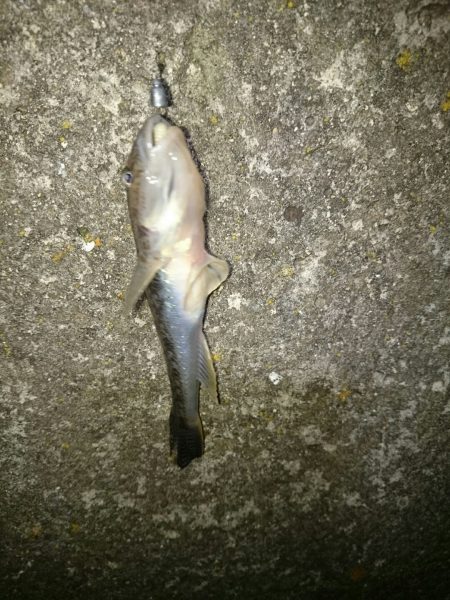 アジがいない。