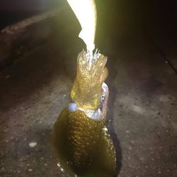 アオリイカ後アジ