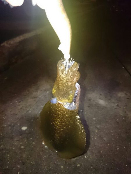 アオリイカ後アジ