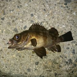 ロック&アジング