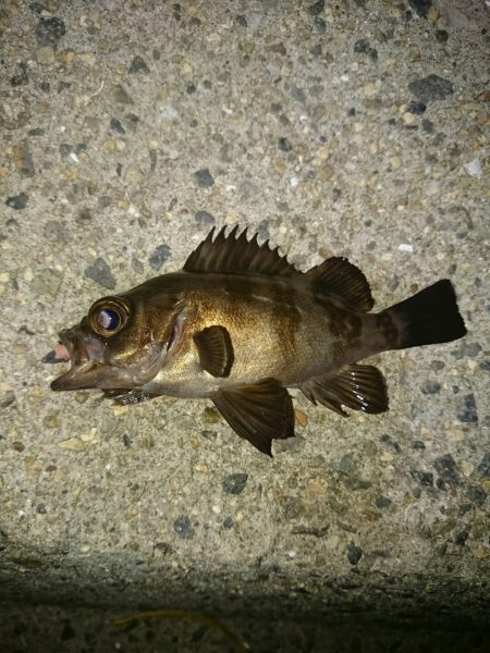 ロック&アジング