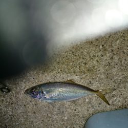 風に悩まされ。