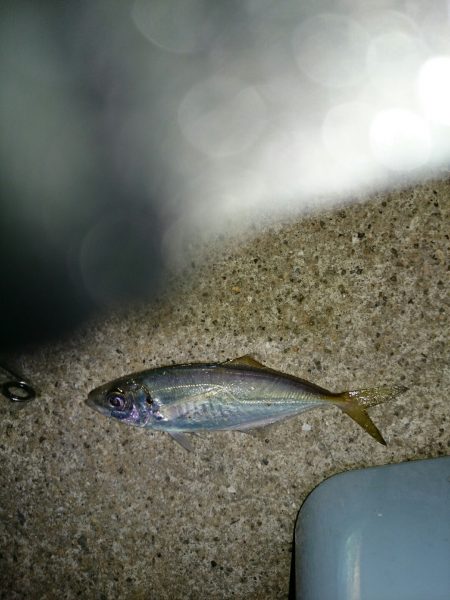 風に悩まされ。