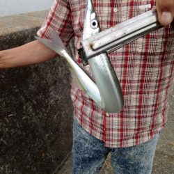 さよりがきた！