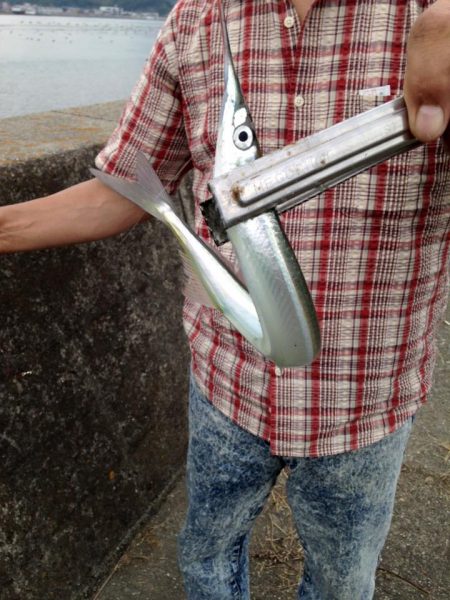 さよりがきた！