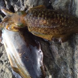 シャロー場エギング