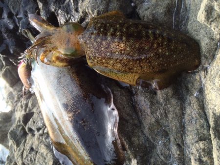 シャロー場エギング