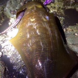 ようやくキロアップ！