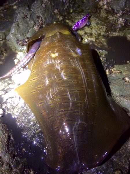 ようやくキロアップ！