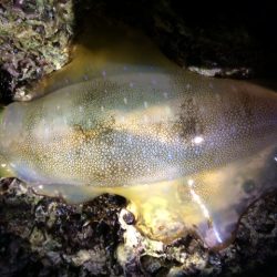 朝まずめエギング