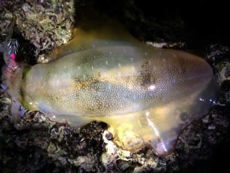 朝まずめエギング