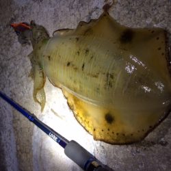 まぁまぁサイズ♪