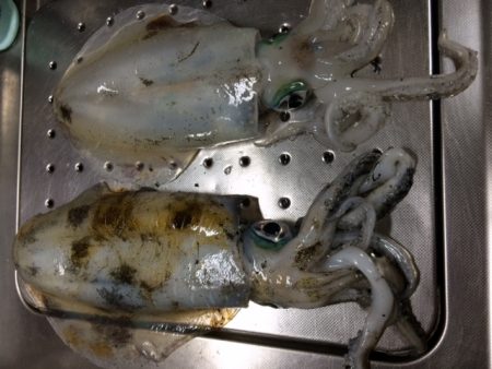 キロアップ続々