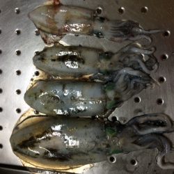 釣るまで帰らん