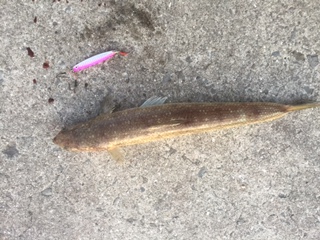 ベタベタの海でした