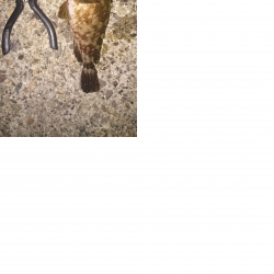 ロックフィッシュ