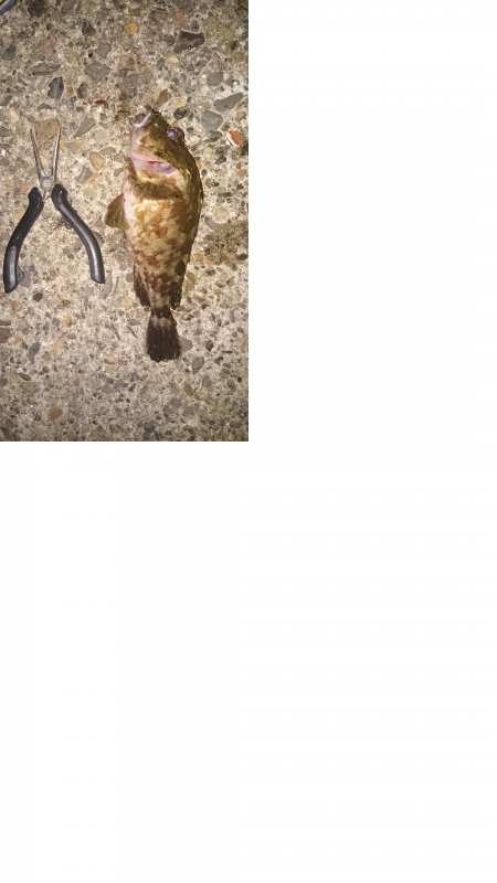 ロックフィッシュ