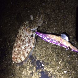 アオリは何処へ