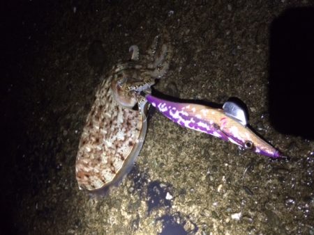 アオリは何処へ